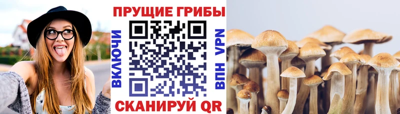 Галлюциногенные грибы прущие грибы  Шелехов 